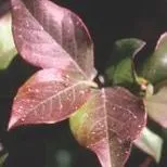 thumbnail for publication: Nutrition and Fertilization Practices for Southern Highbush Blueberry in Florida